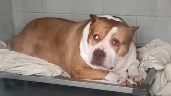 cerseis second chance