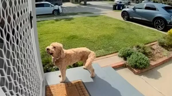 dog pita knocks for playdates every week