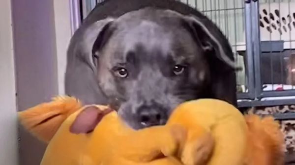 dog throws a fit when stuffie gets washed