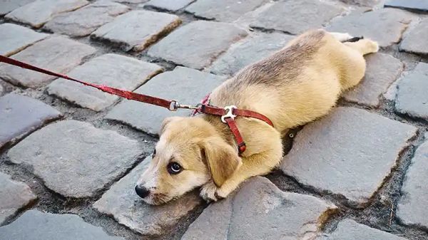 dog walking common mistakes