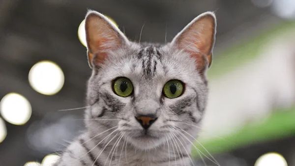 egyptian mau cat