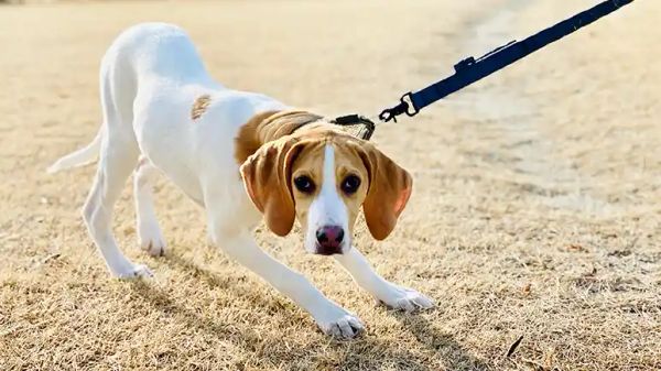 enjoy stress free dog walks