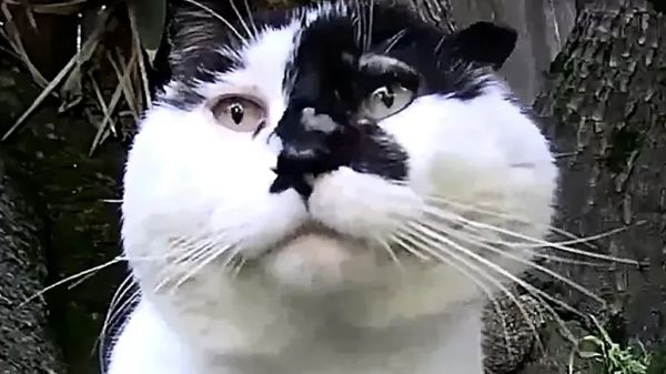 feral cat found a place to call home