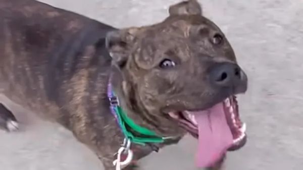 from side eye to cuddlebug