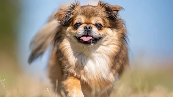 grooming hacks your pet will love