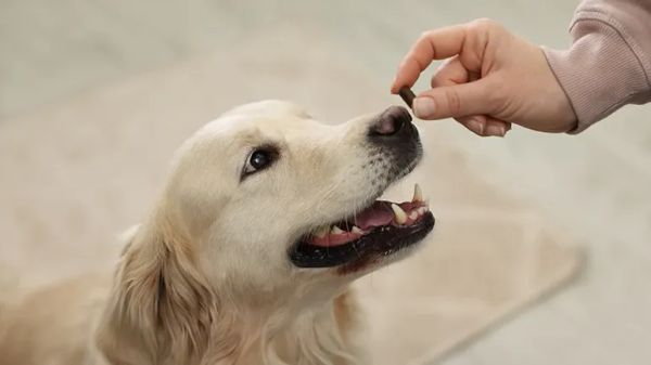natural probiotics for dogs