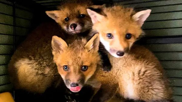 orphaned fox kits get a second chance at life in the wild