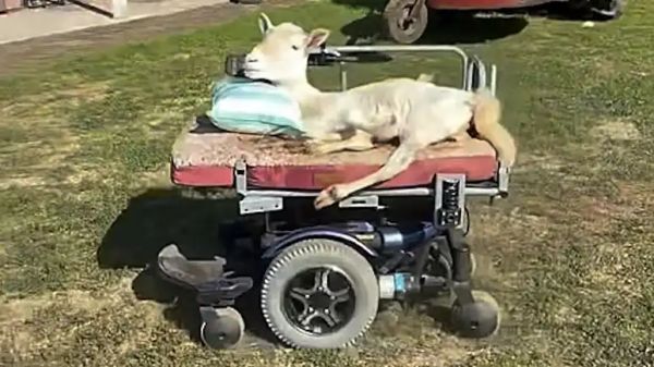 paralyzed lamb drives her own motorized chair