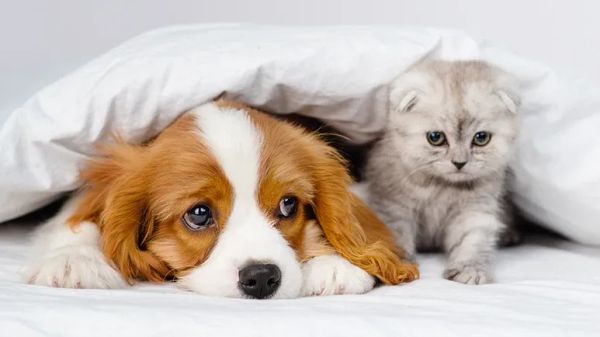 pets digestive distress