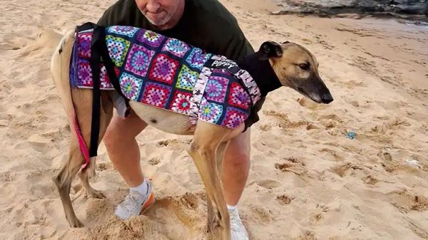 rescue dog poppy went from fearful to fearless