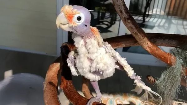 rescue parrot fefe runs bedtime her way