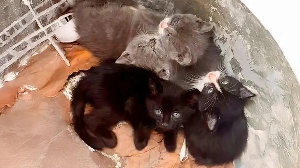 rescued trash kittens all found a home