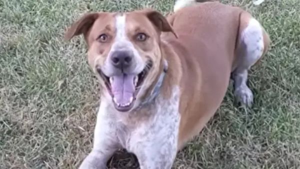 roman and the kitten he brought home