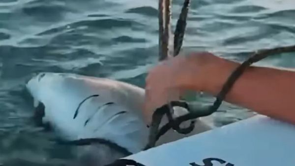 shark rescued from tangled fishing line