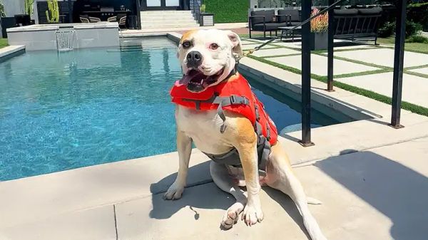 shelter dog cade gets a luxury pool day