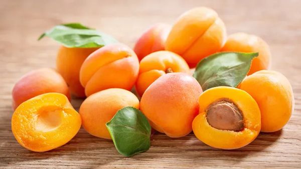 should you feed apricots to your pets