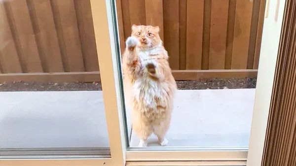 the cat who wont take a hint