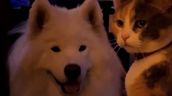 this dog loves cats so they got him one