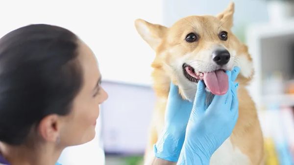 thyroid health in dogs