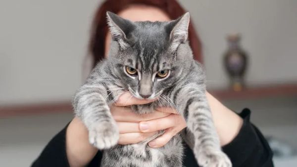 understanding cat behavior
