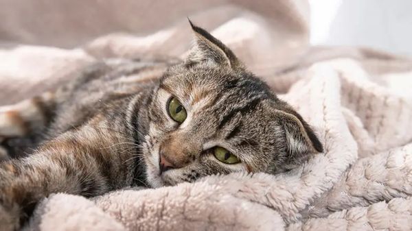 cat illness symptom checker