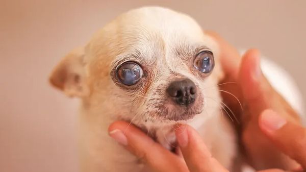 cataracts in dogs