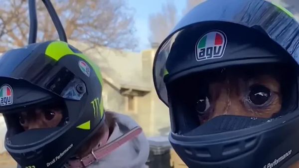 chihuahuas ride motorcycle in style