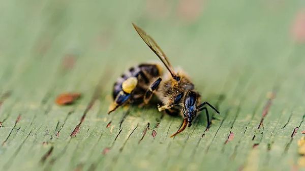 declining bee populations