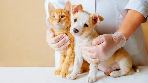 detecting pet health problems