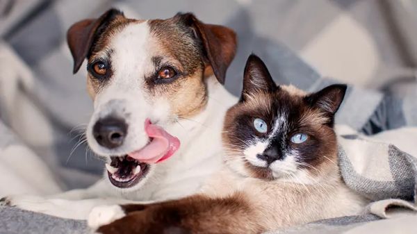 differences between cat dog lovers