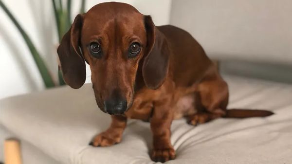 dog shaming pictures videos