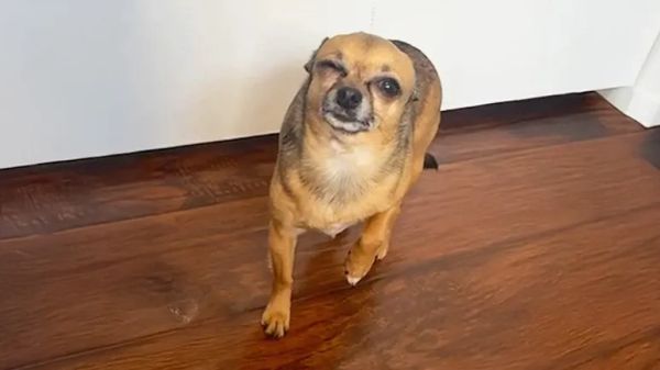 dramatic chihuahua squints to keep mom home