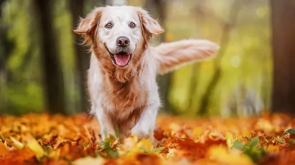 duchenne muscular dystrophy gene therapy