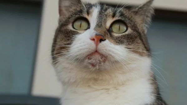 feline chin acne