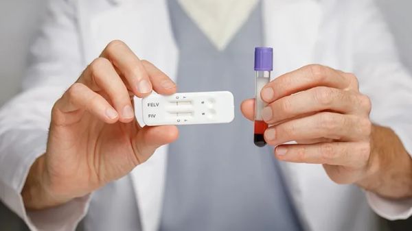 felv is no longer a death sentence for cats