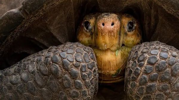 firefighters rescue puppies from tortoise den