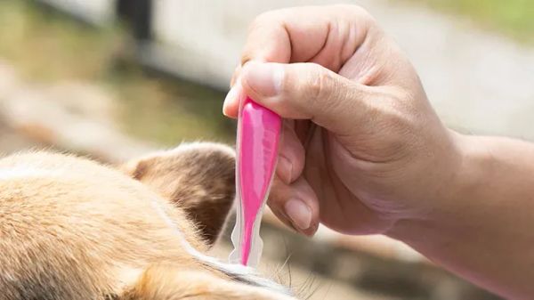 flea and tick treatments