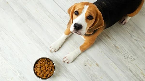 food related heart disease in dogs
