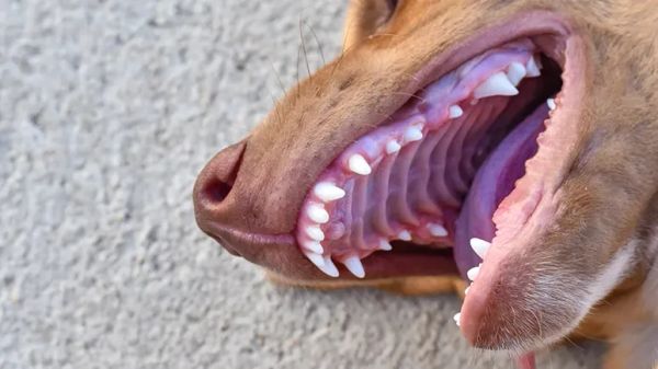 heart murmur in dogs