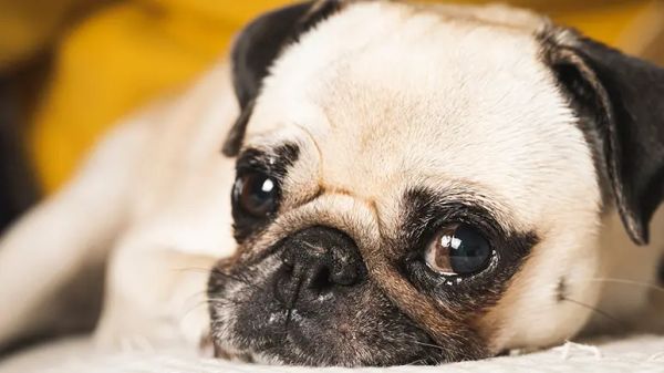 how much food should i feed my dog