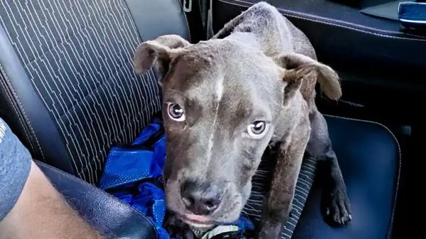 jeep ride turns into puppy rescue mission