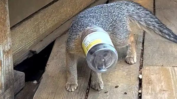 overnight baby fox rescue ends in perfect moment