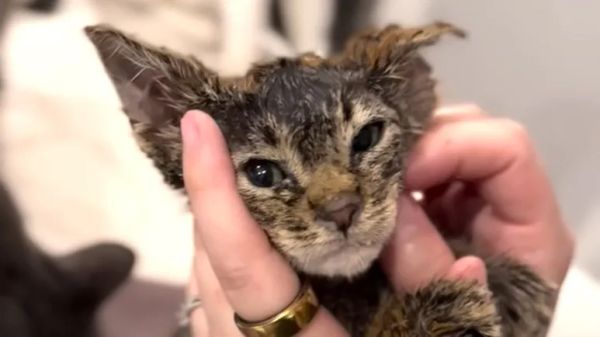 painted kitten turns into fluffy teddy bear