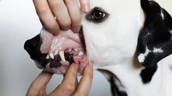 pale gums dogs health