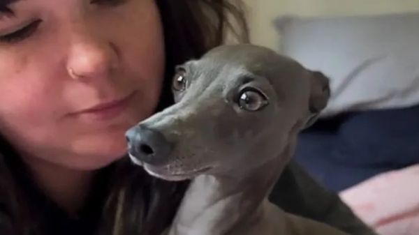 pickle the dog thinks hes fluent in human talk