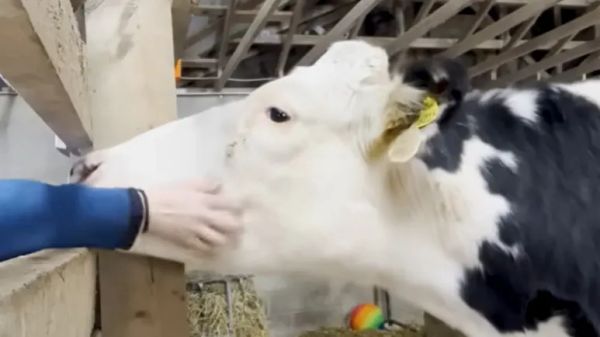 pregnant dairy cow escapes farm for freedom