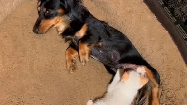 rescue kitten thinks dachshund is his mom