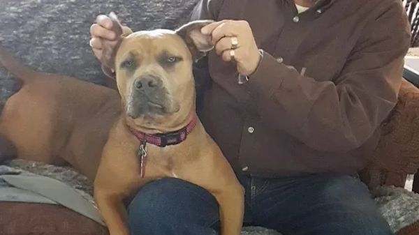 rescued dog never parts with her bunny