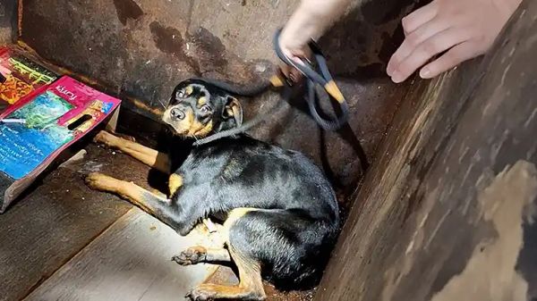 rottie rescued from dumpster now lives for adventure