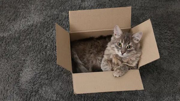 shelter cats hiding boxes